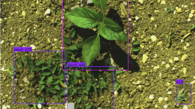 Crop and Weed Detection in Sunflower and Sugarbeet fields Using Single Shot Detectors featured image